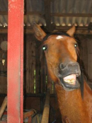 le cheval de adeline